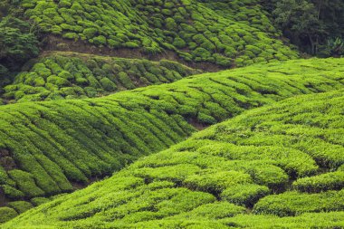 Munnar, Kerala, Hindistan 'daki çay tarlaları.