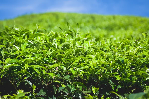 Tea plantations in state Kerala, India — Stock Photo, Image