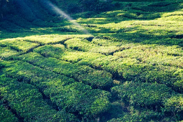 Plantacje herbaty w Munnar, Kerala, Indie — Zdjęcie stockowe