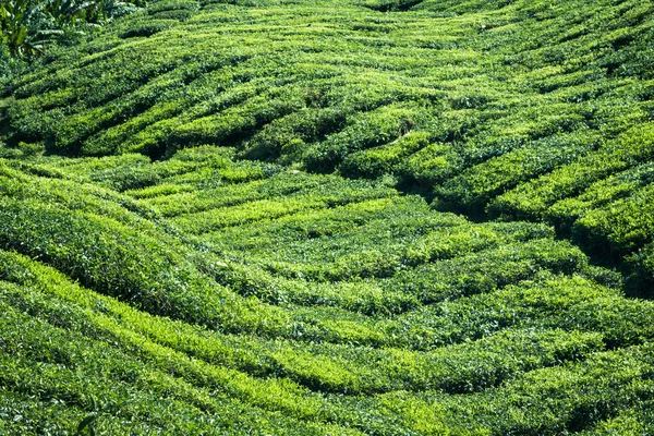 Munnar, Kerala, Hindistan 'daki çay tarlaları. — Stok fotoğraf