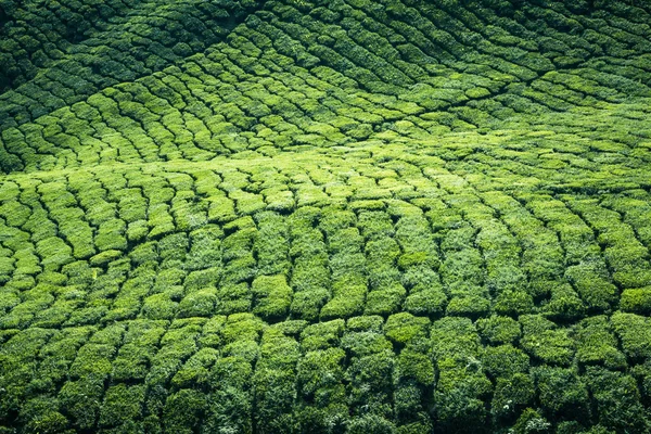Teeplantaasit Munnarissa, Keralassa, Intiassa — kuvapankkivalokuva