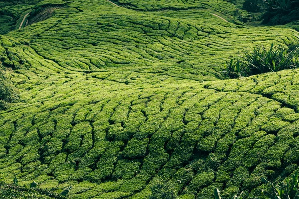 Plantacji herbaty w stanie kerala, Indie — Zdjęcie stockowe