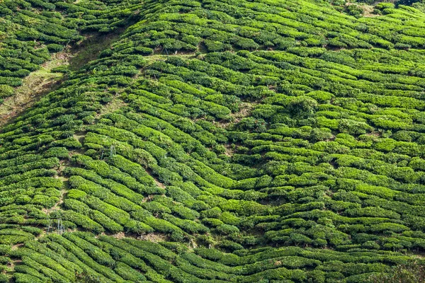 Plantacje herbaty w Munnar, Kerala, Indie — Zdjęcie stockowe