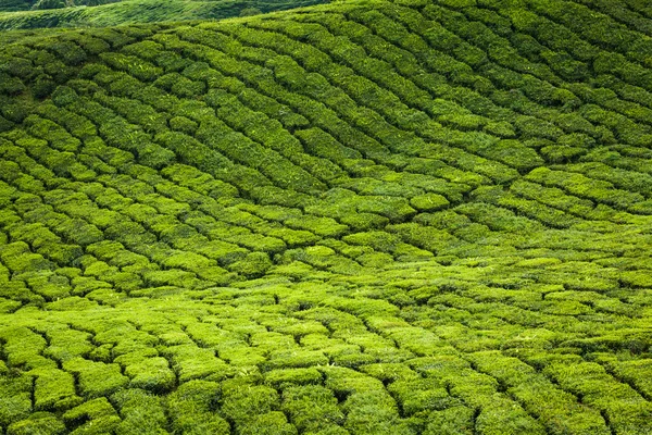 在状态喀拉拉邦，印度的茶叶种植园 — 图库照片