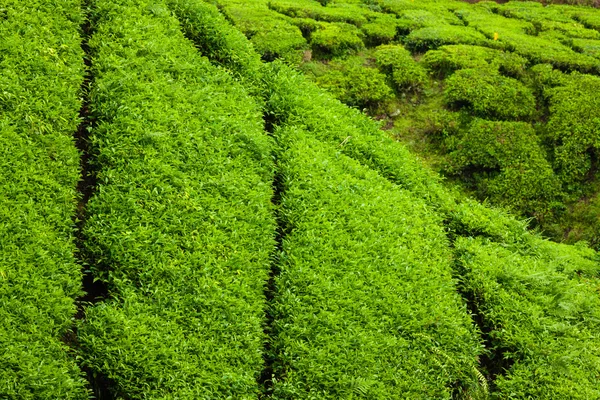 Tea plantations in Munnar, Kerala, India — Stock Photo, Image