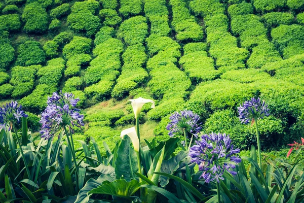 Tea ültetvényeket állapotban Kerala, India — Stock Fotó