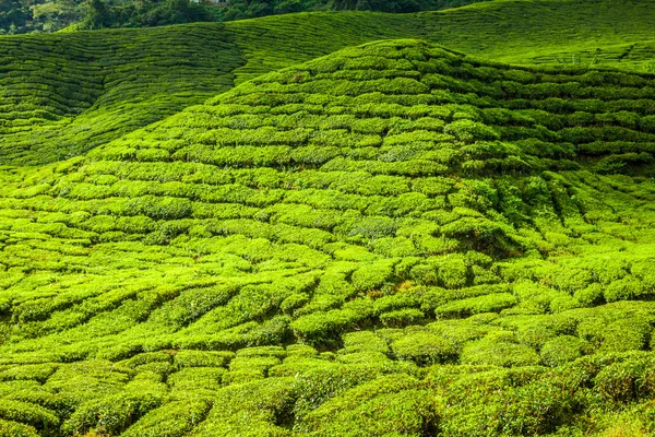 Plantacje herbaty w Munnar, Kerala, Indie — Zdjęcie stockowe