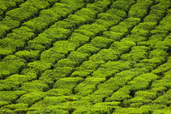 印度喀拉拉拉邦蒙纳尔的茶园 — 图库照片