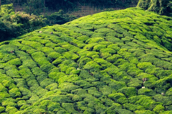 Чайные плантации штата Керала, Индия — стоковое фото