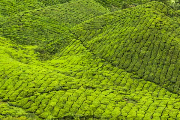 Plantacje herbaty w Munnar, Kerala, Indie — Zdjęcie stockowe