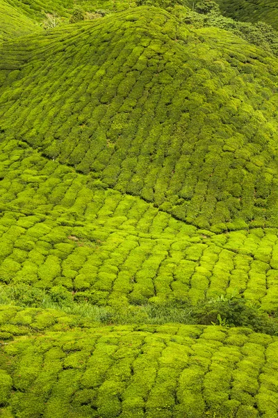 Teeviljelmät valtion Kerala, Intia — kuvapankkivalokuva