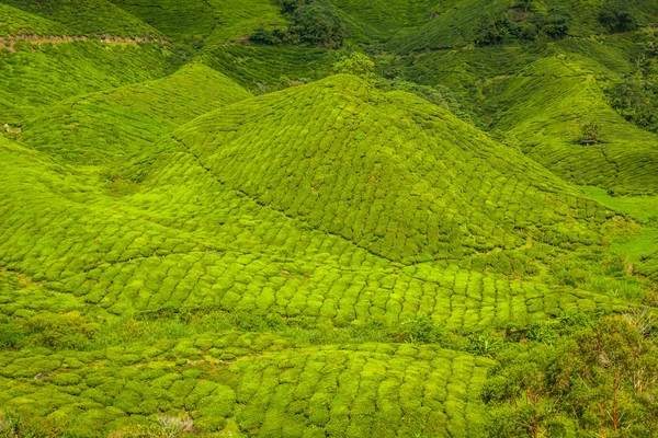 Perkebunan teh di Munnar, Kerala, India — Stok Foto