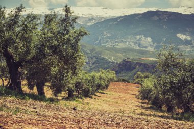 Granada, İspanya eski zeytin ağaçları ile güzel vadi