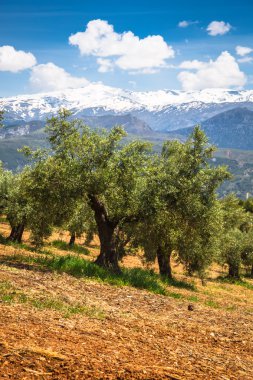 Granada, İspanya eski zeytin ağaçları ile güzel vadi