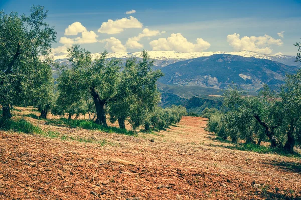 Vacker dal med gamla olivträd i Granada, Spanien — Stockfoto