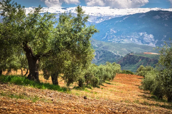 Granada, İspanya eski zeytin ağaçları ile güzel vadi — Stok fotoğraf