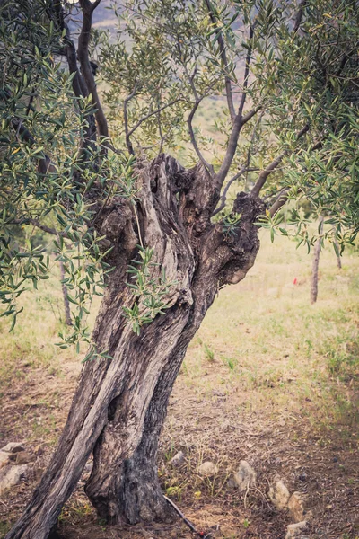 Mediterranean olive field with old olive tree ready for harvest. — Stock Photo, Image