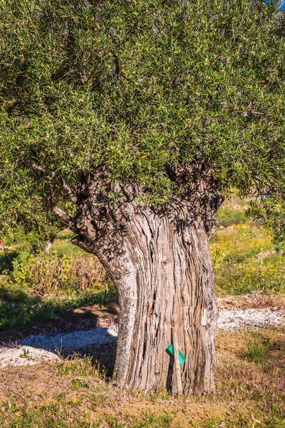 Mediterranes Olivenfeld mit altem Olivenbaum zur Ernte bereit. — Stockfoto