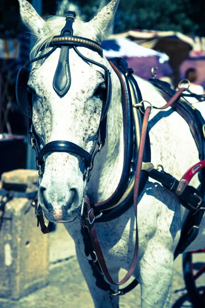 Tipica carrozza trainata da cavalli in Plaza de Espana. Siviglia. Spagna . — Foto Stock