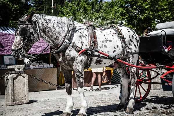 Typowe-konnym w placu podane Hiszpania, w — Zdjęcie stockowe