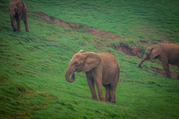 Familia de elefantes silvestres en safari en África — Foto de Stock