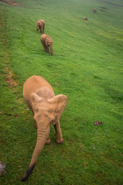 Familia de elefantes silvestres en safari en África — Foto de Stock