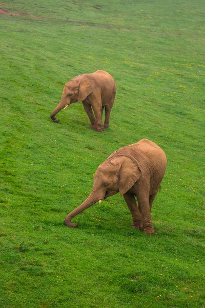 Famille d'éléphants sauvages en safari en Afrique — Photo