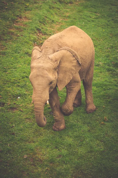 Elefante en el Parque Nacional del Elefante Addo, Sudáfrica — Foto de Stock
