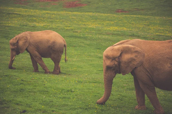 Famille d'éléphants sauvages en safari en Afrique — Photo