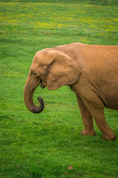 Elefante en el Parque Nacional del Elefante Addo, Sudáfrica — Foto de Stock