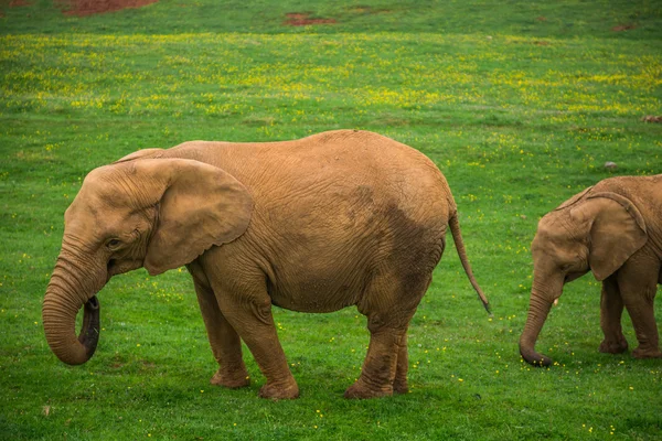 Famille d'éléphants sauvages en safari en Afrique — Photo