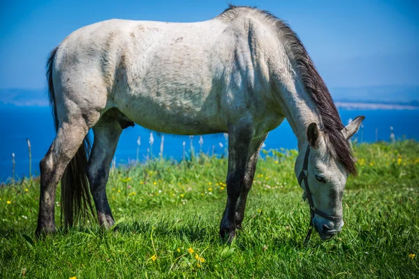 Vit häst med sadel på Santander. Suddig havet i bac — Stockfoto