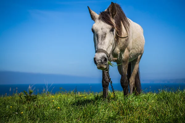 Cheval blanc avec selle au Santander. Mer trouble dans le bac — Photo