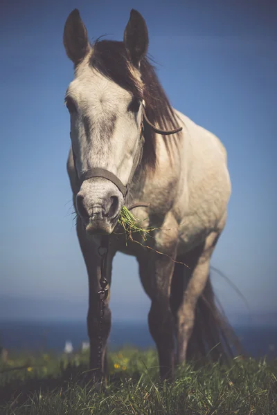 Cavallo bianco con sella al Santander. Mare sfocato nel bac — Foto Stock