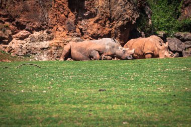 Masai Mara üzerinde Afrika gergedan (Diceros bicornis küçük) 