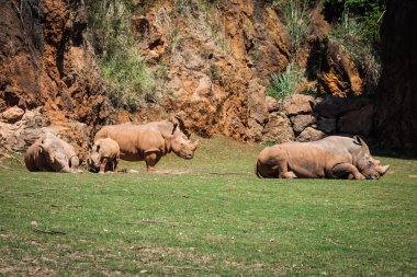 Masai Mara üzerinde Afrika gergedan (Diceros bicornis küçük) 