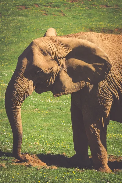 Elefante africano en sabana — Foto de Stock