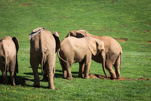 Famille d'éléphants sur savane africaine. Safari à Amboseli, Kenya , — Photo
