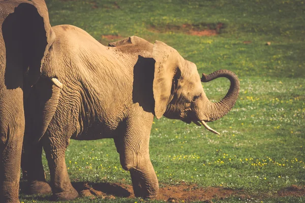 Elephants family on African savanna. Safari in Amboseli, Kenya, — Stock Photo, Image