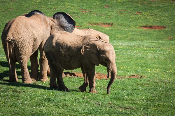 Familia de elefantes en sabana africana. Safari en Amboseli, Kenia , — Foto de Stock