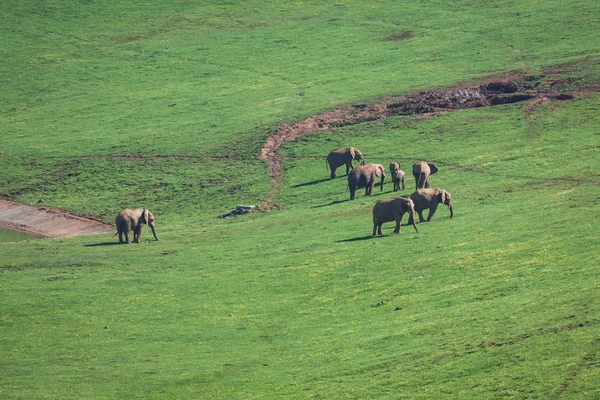 Sloni rodina na africké savany. Safari v amboseli, Keňa, — Stock fotografie