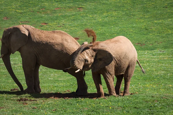 Famille d'éléphants sur savane africaine. Safari à Amboseli, Kenya , — Photo