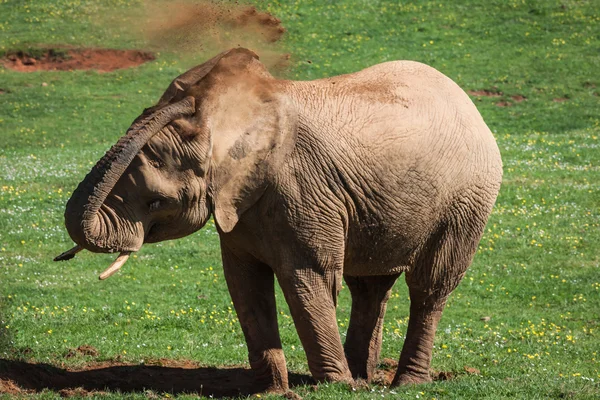 Elefante africano en sabana — Foto de Stock