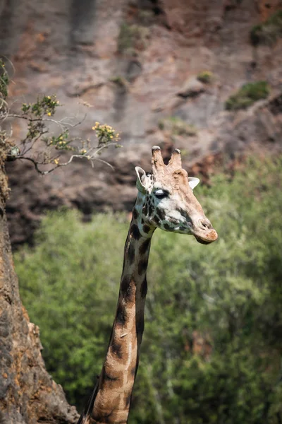 Comer girafa em safari wild drive — Fotografia de Stock