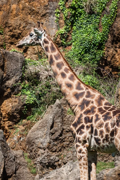 Comer girafa em safari wild drive — Fotografia de Stock