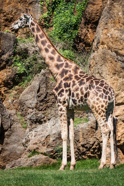 Giraffe eten op safari wild schijf — Stockfoto