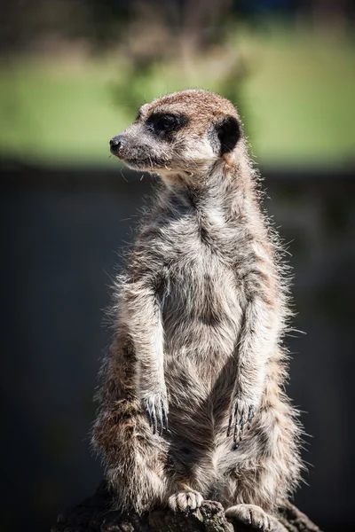 Erdmännchen, Erdmännchen (surikate) aufrecht stehend als Wache - suricat — Stockfoto