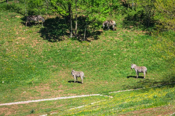 Зебра на лугу в Африке, Национальный парк Кении — стоковое фото