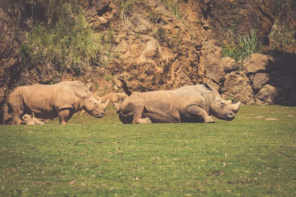 African rhinoceroses (Diceros bicornis minor) on the Masai Mara — Stock Photo, Image