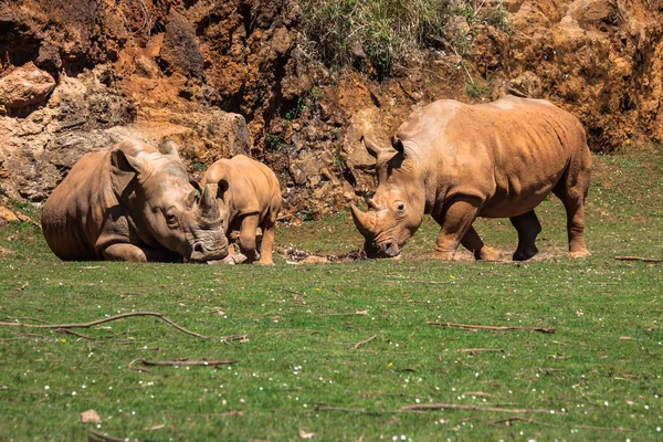 Африканский носорог (Diceros bicornis minor) на Масаи Мара — стоковое фото